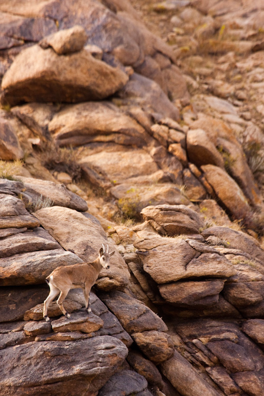 Siberian Ibex